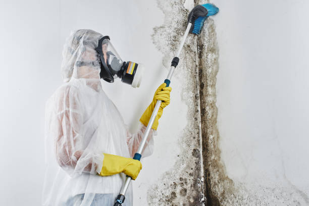 Best Asbestos and Lead Testing During Mold Inspection  in Hot Springs, SD